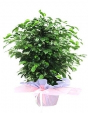 FİCUS BENJAMİNA